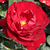 Bordová - Záhonová ruža - floribunda - Lilli Marleen®